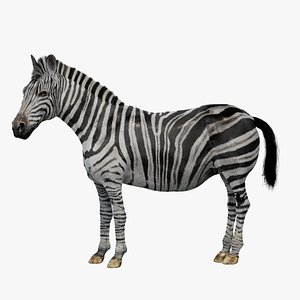 Zebra Rigged 3D 3D model