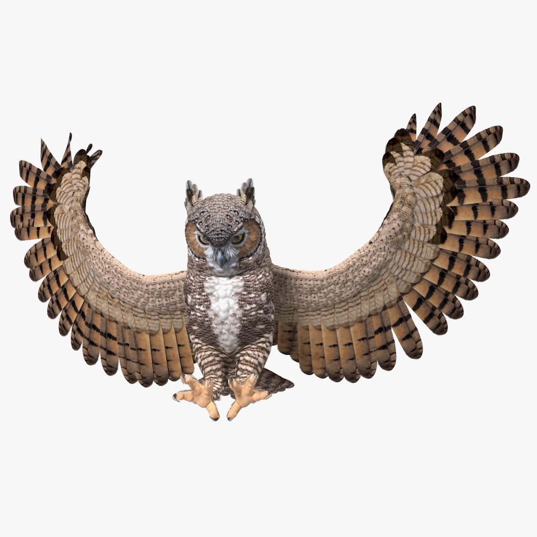 Great Horned Owl Rigged for Modo 3D model preview