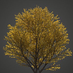 3D model tree nature
