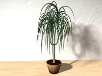 Palm.c4d