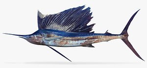 3D model sailfish sail fish