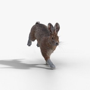3D Snowshoe Rabbit model