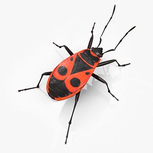 Firebug Pyrrhocoris Apterus Insect Red Black Rigged for Maya 3D model