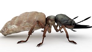 Ant model