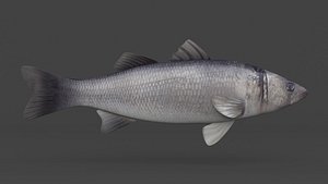 Seabass Fish 3D model