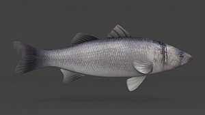 Seabass Fish