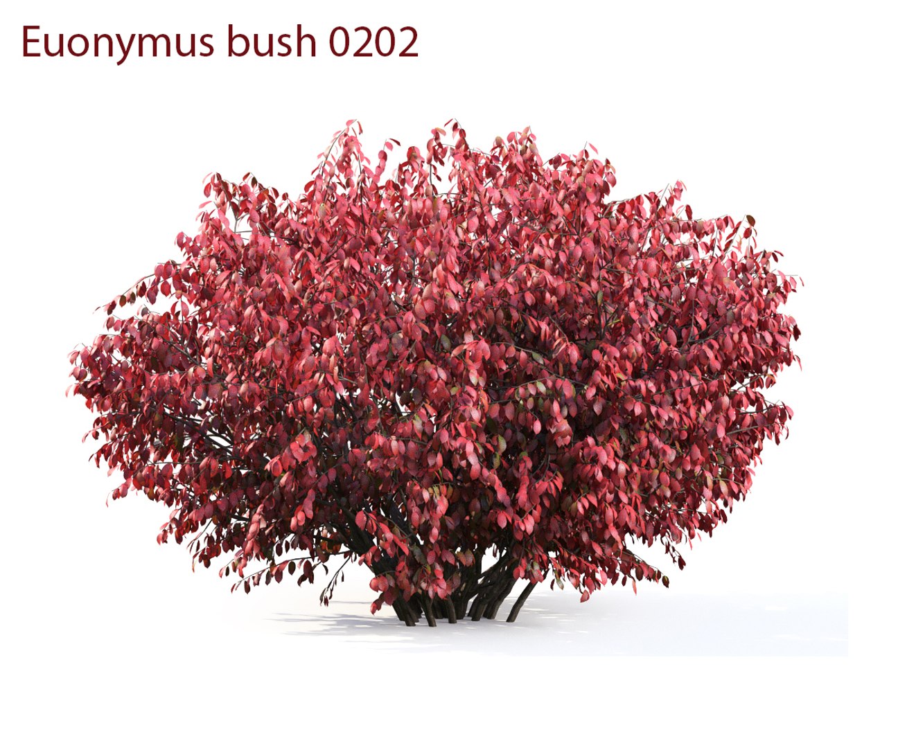 3D euonymus 1 model https://p.turbosquid.com/ts-thumb/CX/vbGM7m/0743rolZ/prew3/jpg/1539373269/1920x1080/fit_q87/90526cc109747a782646da313771ce77b53b85e4/prew3.jpg