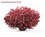 Euonymus bush set #1