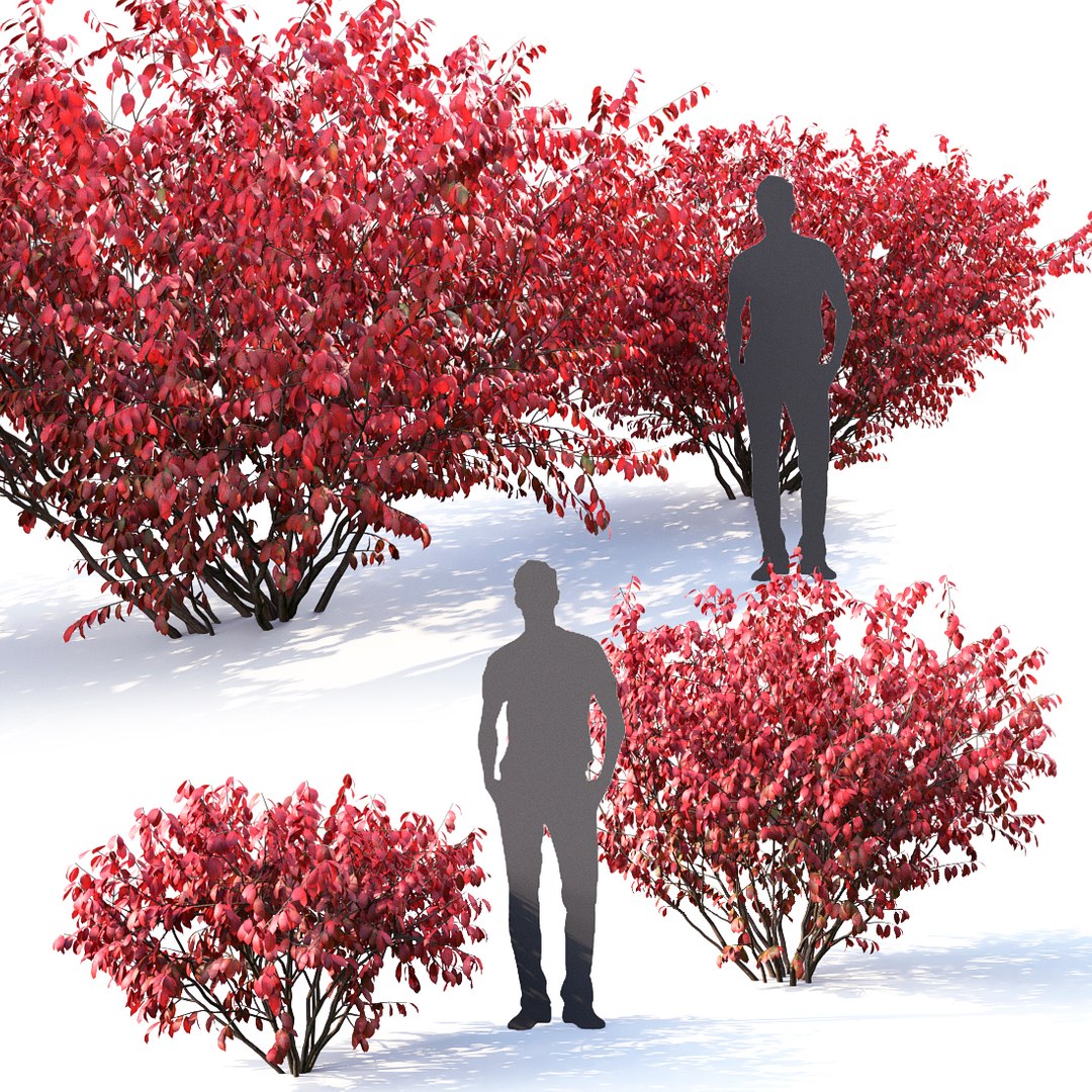 3D euonymus 1 model https://p.turbosquid.com/ts-thumb/CX/vbGM7m/4oLyeBbF/2/jpg/1539373152/1920x1080/fit_q87/ad795695c6e626d6ad2b762f9b64dca4fa4c6f16/2.jpg