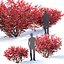 Euonymus bush set #1