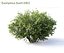 Euonymus bush set #1