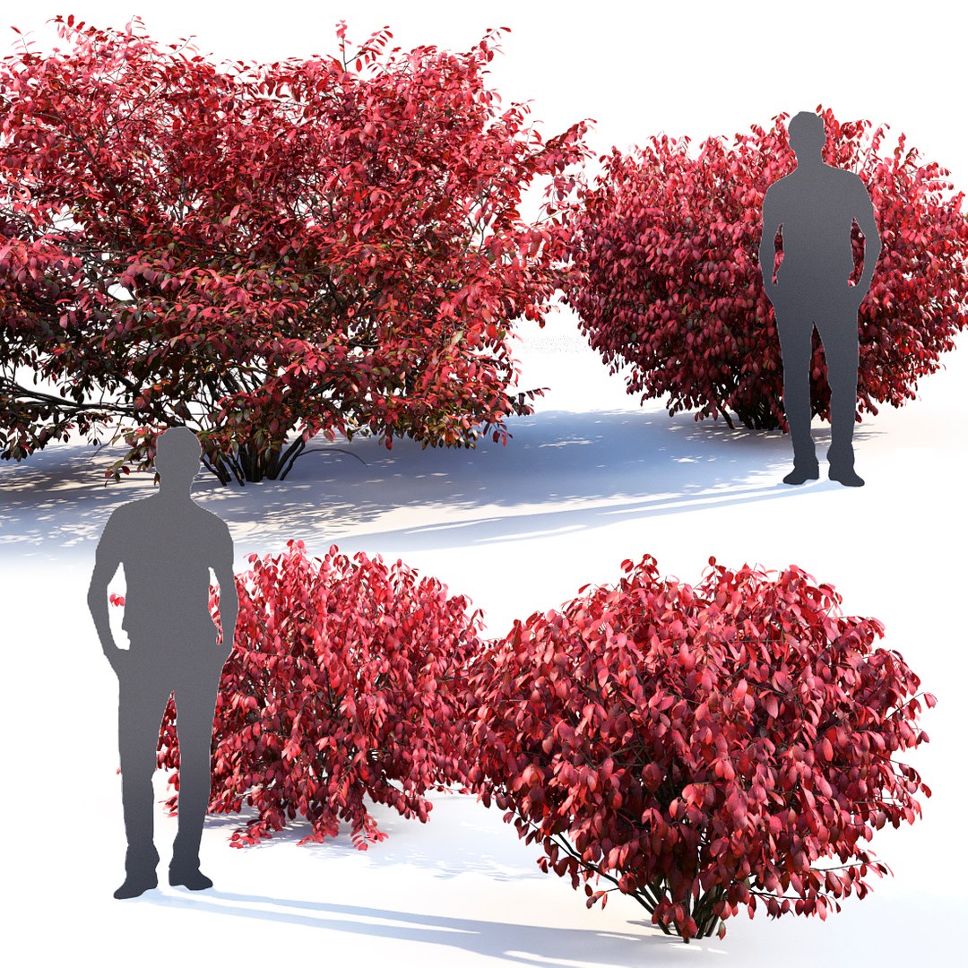 3D euonymus 1 model https://p.turbosquid.com/ts-thumb/CX/vbGM7m/CK12SOPm/21/jpg/1539373125/1920x1080/fit_q87/ba950a0cd80abd9e6c9702c1eb8ad03fe0c51964/21.jpg