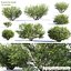 Euonymus bush set #1