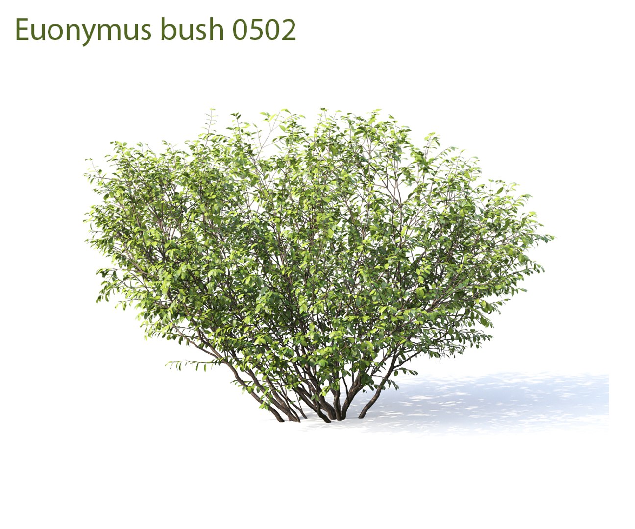 3D euonymus 1 model https://p.turbosquid.com/ts-thumb/CX/vbGM7m/IGm3FE4e/prew12/jpg/1539373517/1920x1080/fit_q87/fa0cdbedfb93227a79a452375de33664d0b00978/prew12.jpg