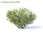 Euonymus bush set #1