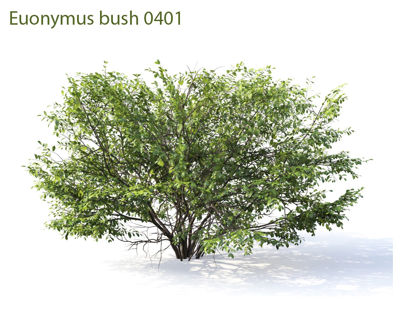 3D euonymus 1 model https://p.turbosquid.com/ts-thumb/CX/vbGM7m/IT5TNY6v/prew8/jpg/1539373407/1920x1080/fit_q87/f980b855a29e71d9686512fdf1b28a0aead1844f/prew8.jpg