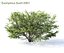 Euonymus bush set #1