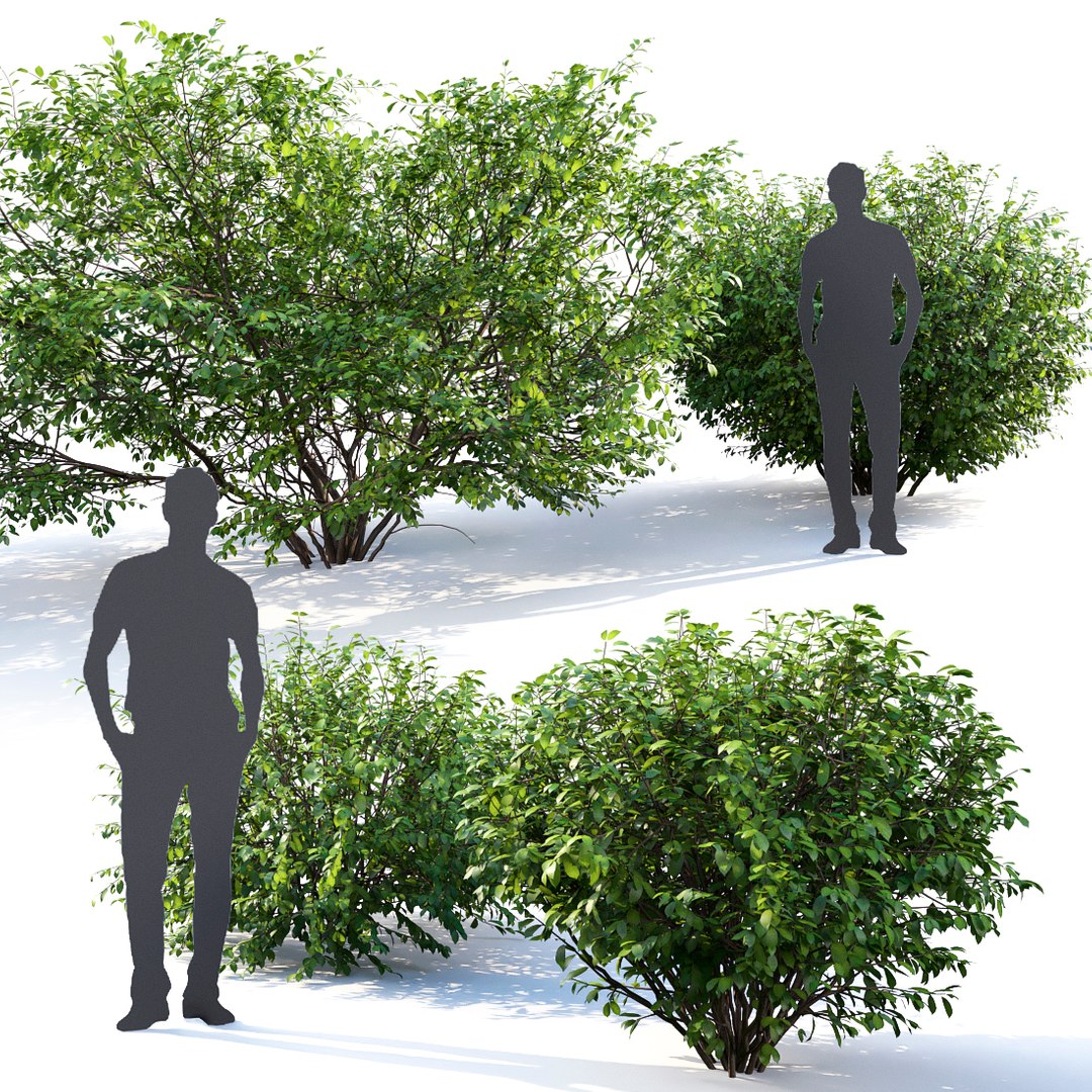 3D euonymus 1 model https://p.turbosquid.com/ts-thumb/CX/vbGM7m/L7mxZf6A/21/jpg/1539373179/1920x1080/fit_q87/cb55f518a878d43e5e79e840efaf8525808ac7f7/21.jpg