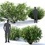 Euonymus bush set #1