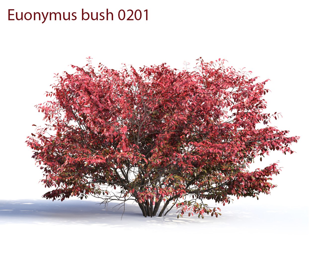 3D euonymus 1 model https://p.turbosquid.com/ts-thumb/CX/vbGM7m/NQMrDWcJ/prew2/jpg/1539373252/1920x1080/fit_q87/79b07c9301273074e258aeacba49dd05bb9b4692/prew2.jpg