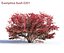 Euonymus bush set #1
