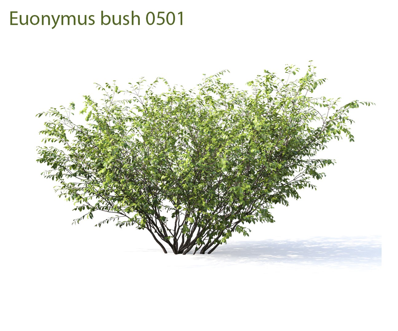 3D euonymus 1 model https://p.turbosquid.com/ts-thumb/CX/vbGM7m/NpMQychB/prew11/jpg/1539373477/1920x1080/fit_q87/d0edf4ebf4bcb2c802e8ef5b57b10fbad68f8729/prew11.jpg