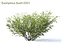 Euonymus bush set #1