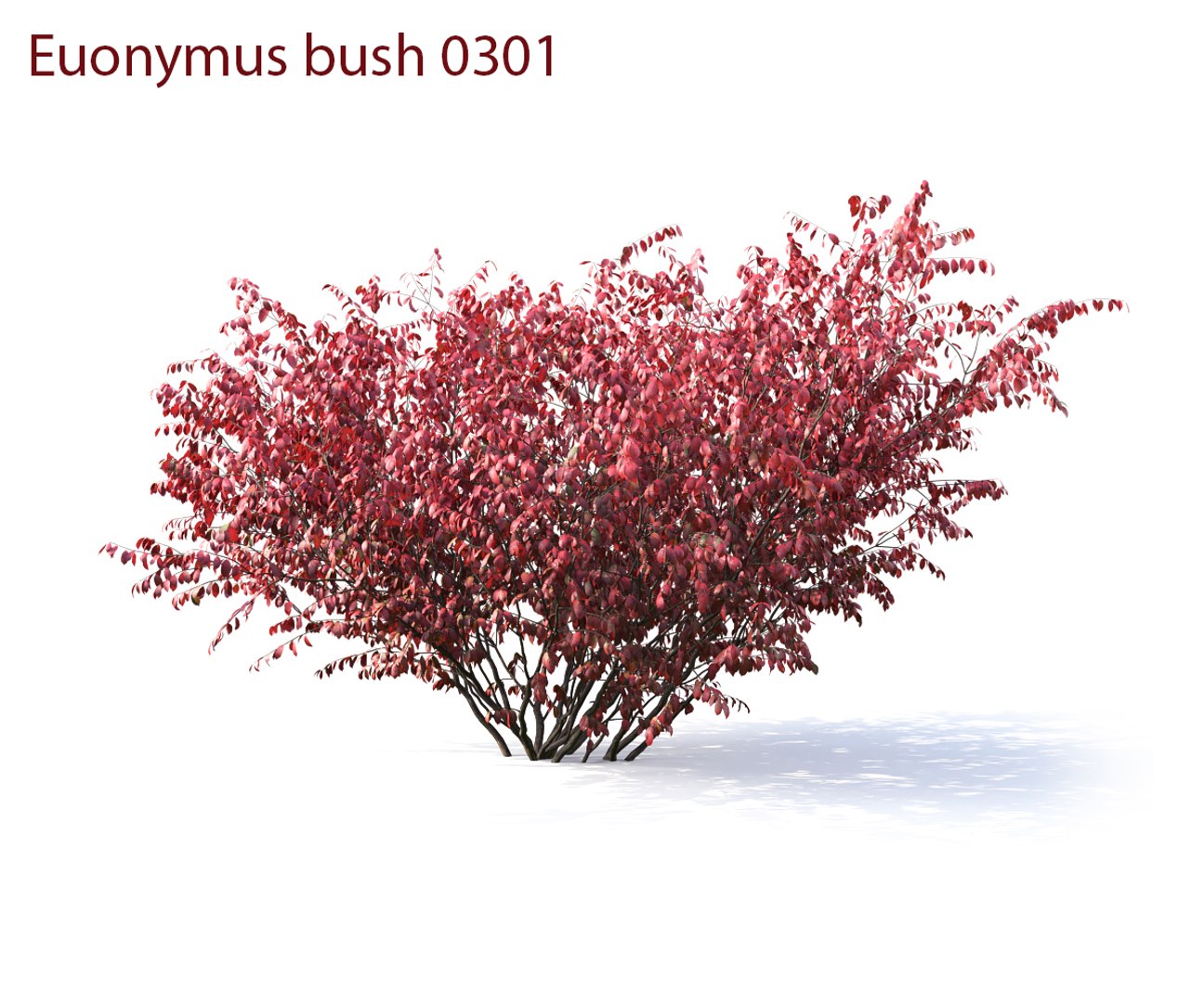 3D euonymus 1 model https://p.turbosquid.com/ts-thumb/CX/vbGM7m/Rk1lNVBY/prew5/jpg/1539373305/1920x1080/fit_q87/797b7cbab51bf064bdd06b5f97e2fafcfb4608ea/prew5.jpg