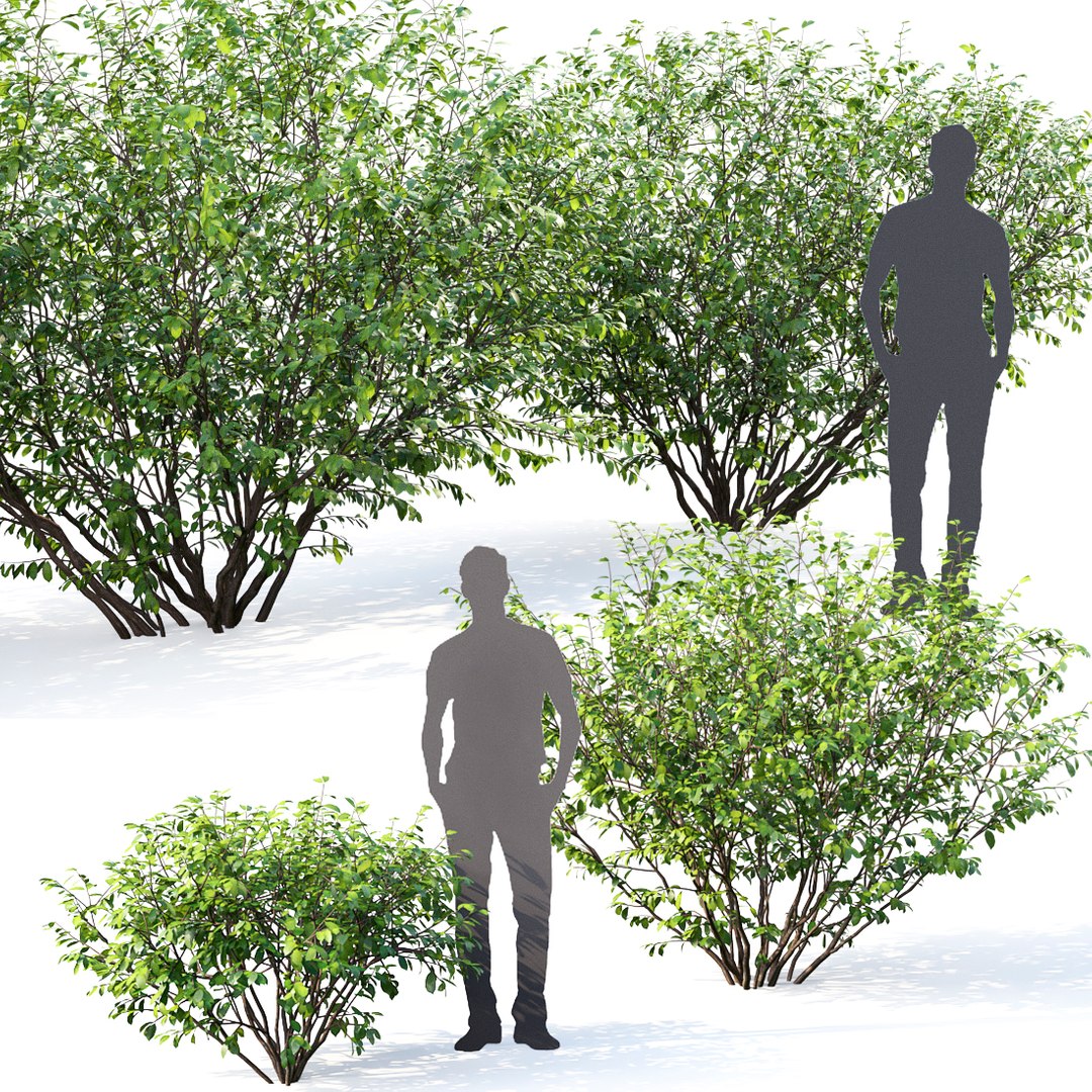 3D euonymus 1 model https://p.turbosquid.com/ts-thumb/CX/vbGM7m/USt6Nxks/22/jpg/1539373229/1920x1080/fit_q87/e1489cd0c932ac60bbe8eac91b74e99394bdf9fc/22.jpg