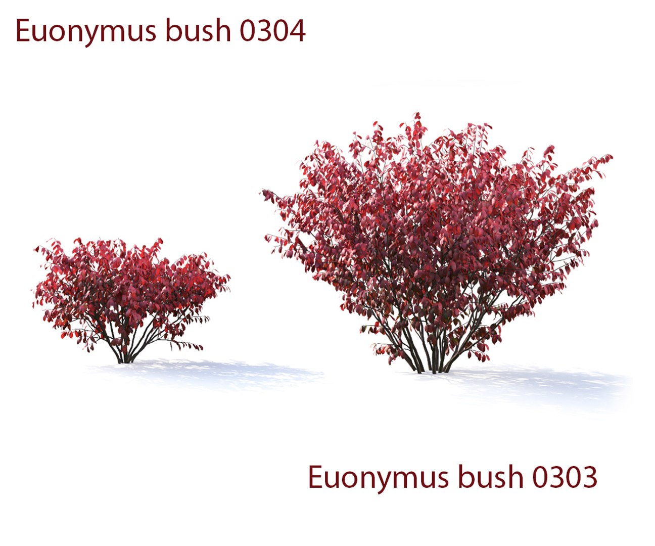 3D euonymus 1 model https://p.turbosquid.com/ts-thumb/CX/vbGM7m/X5xkvTDg/prew7/jpg/1539373378/1920x1080/fit_q87/0e73ba65d5726bc1ac6222f47adf73ee97162829/prew7.jpg