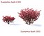 Euonymus bush set #1