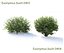 Euonymus bush set #1