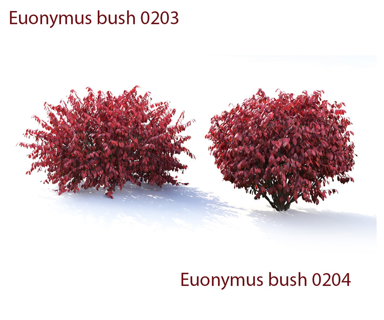 3D euonymus 1 model https://p.turbosquid.com/ts-thumb/CX/vbGM7m/jTyiW4RM/prew4/jpg/1539373288/1920x1080/fit_q87/86584bd0400b43ff8d8189a80a1079a9cd3fba78/prew4.jpg