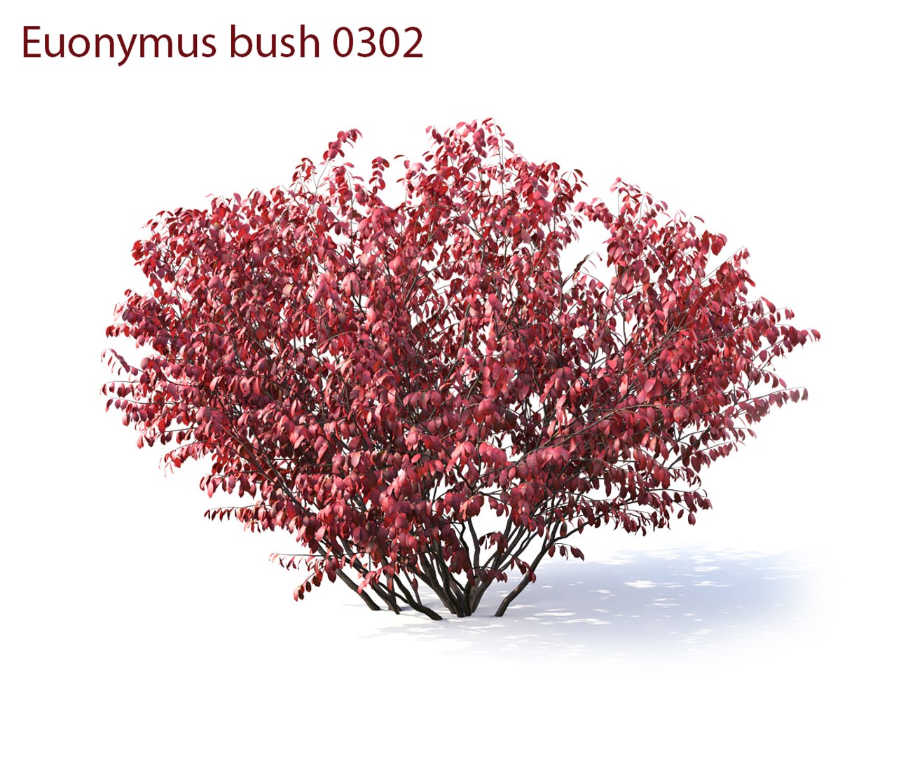3D euonymus 1 model https://p.turbosquid.com/ts-thumb/CX/vbGM7m/vOetKJMl/prew6/jpg/1539373321/1920x1080/fit_q87/9d78090e4ba2f799b7f9216c9ecbeef158c0320a/prew6.jpg