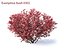 Euonymus bush set #1