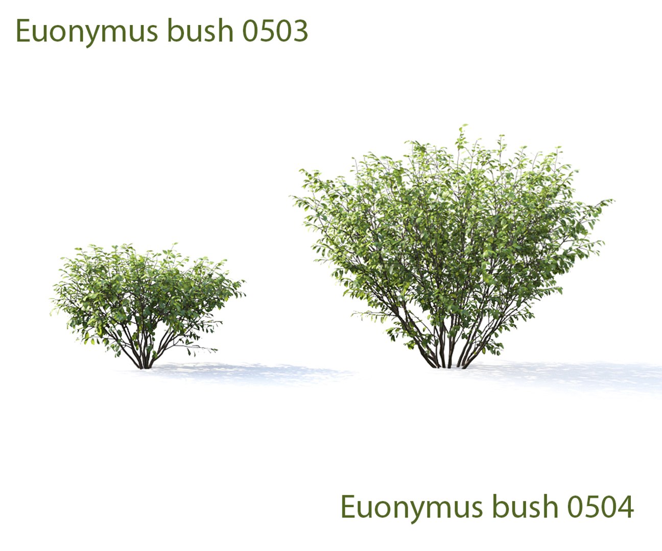 3D euonymus 1 model https://p.turbosquid.com/ts-thumb/CX/vbGM7m/vRQVSU6x/prew13/jpg/1539373535/1920x1080/fit_q87/b0f8744079a8c6d64315eefa71f4173677076d26/prew13.jpg