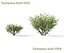 Euonymus bush set #1