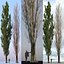 Poplar Populus nigra V4 3D model