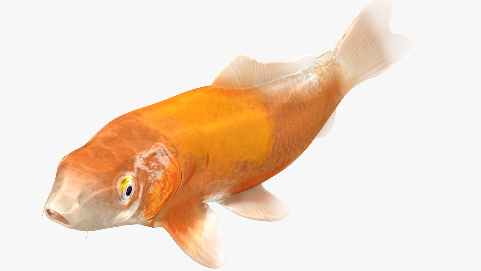 Japanese Carp Fish Rigged L1745 3D https://p.turbosquid.com/ts-thumb/CY/Kytr3o/K3/09_i7_0003/png/1658104851/1920x1080/fit_q87/ce7586f197d06ee017d94d8725095cf41f22eac2/09_i7_0003.jpg