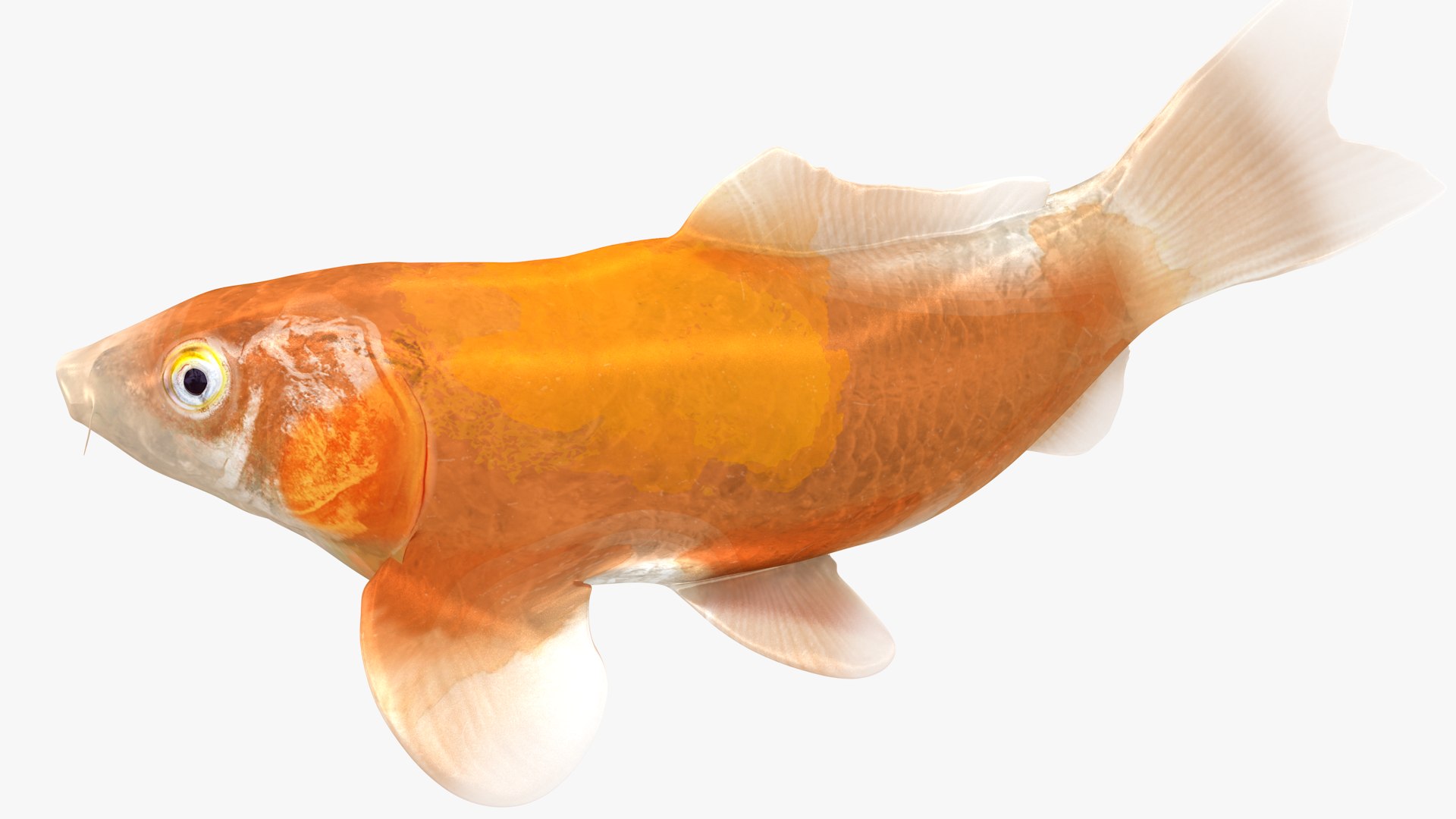 Japanese Carp Fish Rigged L1745 3D https://p.turbosquid.com/ts-thumb/CY/Kytr3o/L6/08_i6_0003/png/1658104850/1920x1080/fit_q87/3aa14365c82dd9eab4c334636c4a854ec11bb140/08_i6_0003.jpg