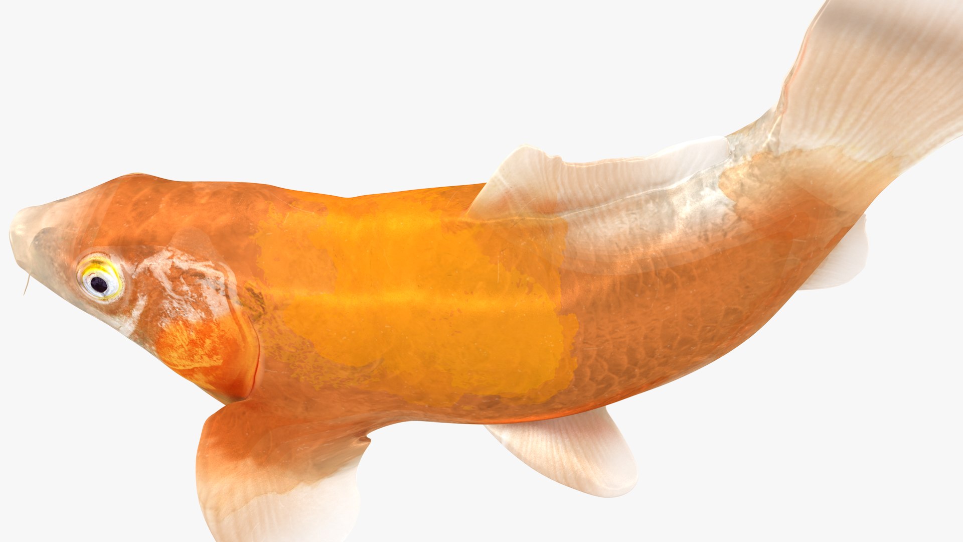 Japanese Carp Fish Rigged L1745 3D https://p.turbosquid.com/ts-thumb/CY/Kytr3o/LG/12_i10_0003/png/1658104855/1920x1080/fit_q87/082e174ff78961e8ae402eba2c35a781f12c0f8c/12_i10_0003.jpg