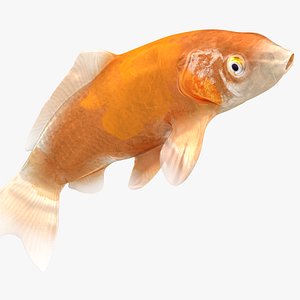 Japanese Carp Fish Rigged L1745 3D