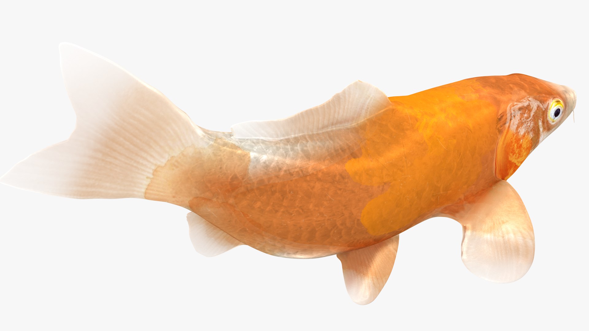 Japanese Carp Fish Rigged L1745 3D https://p.turbosquid.com/ts-thumb/CY/Kytr3o/ac/10_i8_0003/png/1658104852/1920x1080/fit_q87/01e7fb69067920715b88ca2eefbea633b1404a7d/10_i8_0003.jpg