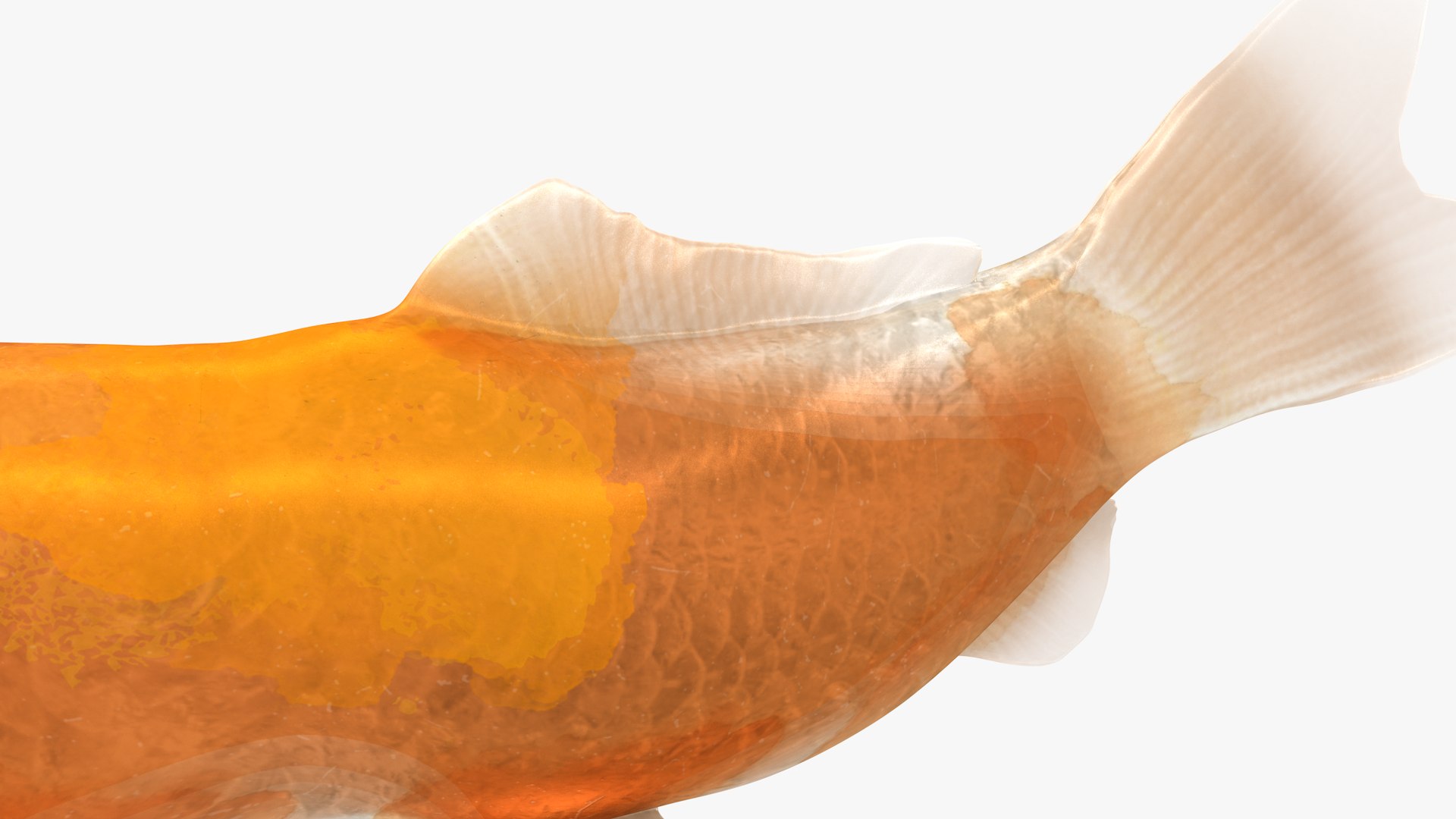 Japanese Carp Fish Rigged L1745 3D https://p.turbosquid.com/ts-thumb/CY/Kytr3o/gx/19_i17_0003/png/1658104866/1920x1080/fit_q87/4c1b41fa77d709cd97698c4636e2a94596cb7e98/19_i17_0003.jpg