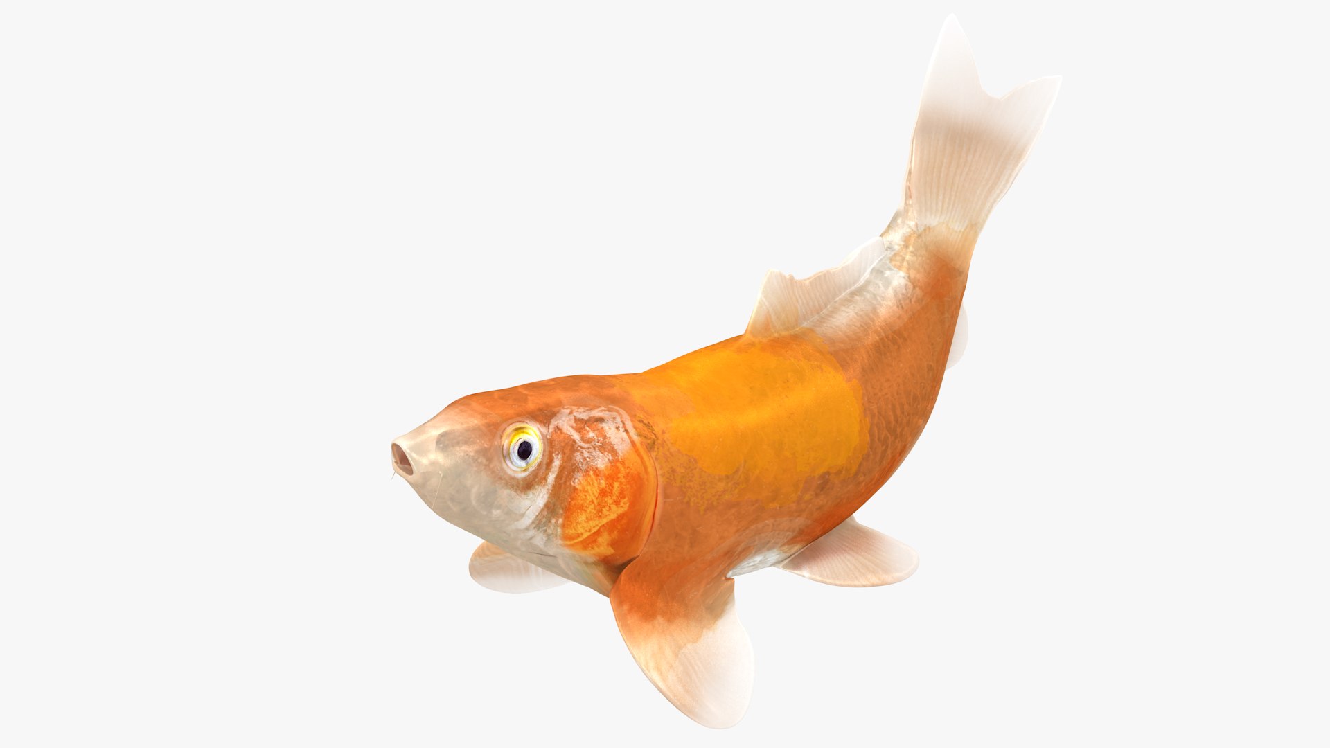 Japanese Carp Fish Rigged L1745 3D https://p.turbosquid.com/ts-thumb/CY/Kytr3o/iA/02_0003/png/1658104845/1920x1080/fit_q87/9c9f630d0745be2457b27c3bd43913340fe3c0e6/02_0003.jpg