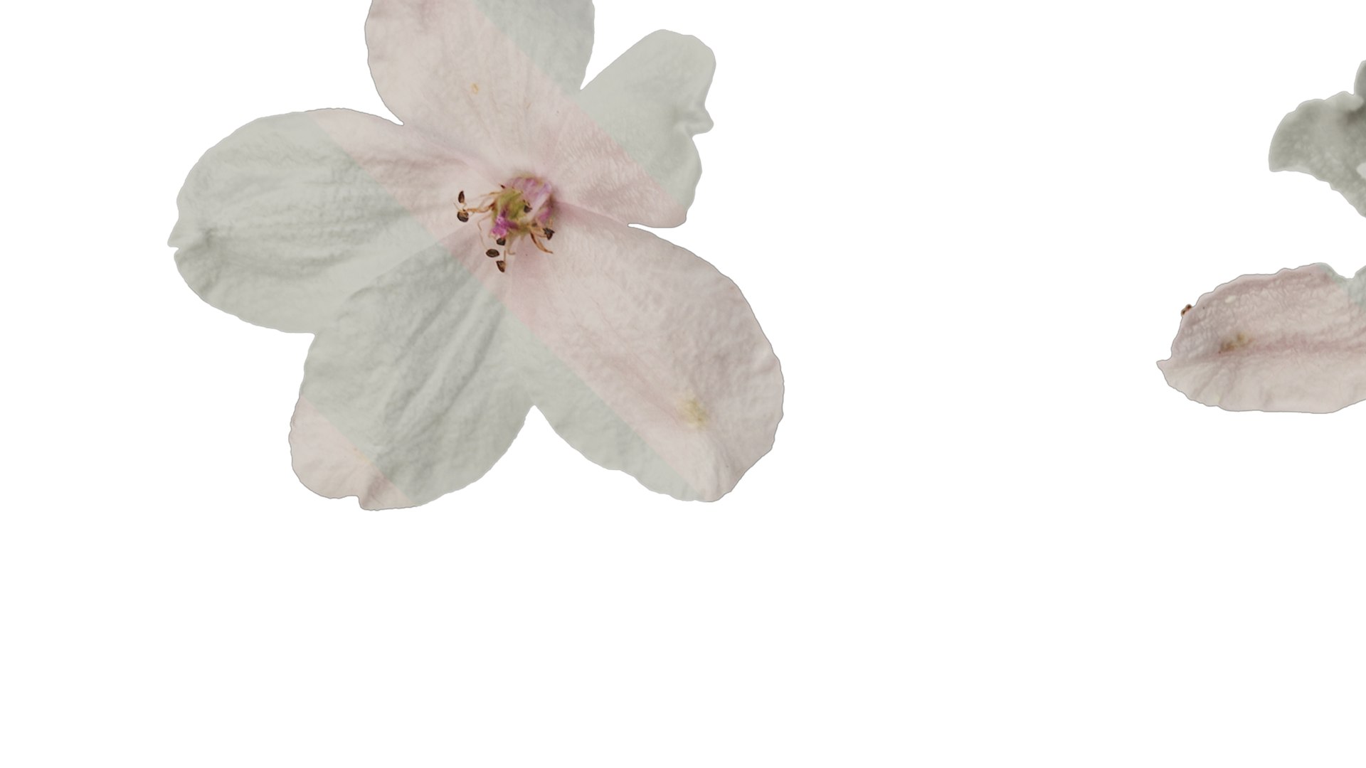 Anydrafts Consolida Ajacis Flower 04 Textures 3D - TurboSquid 2354516