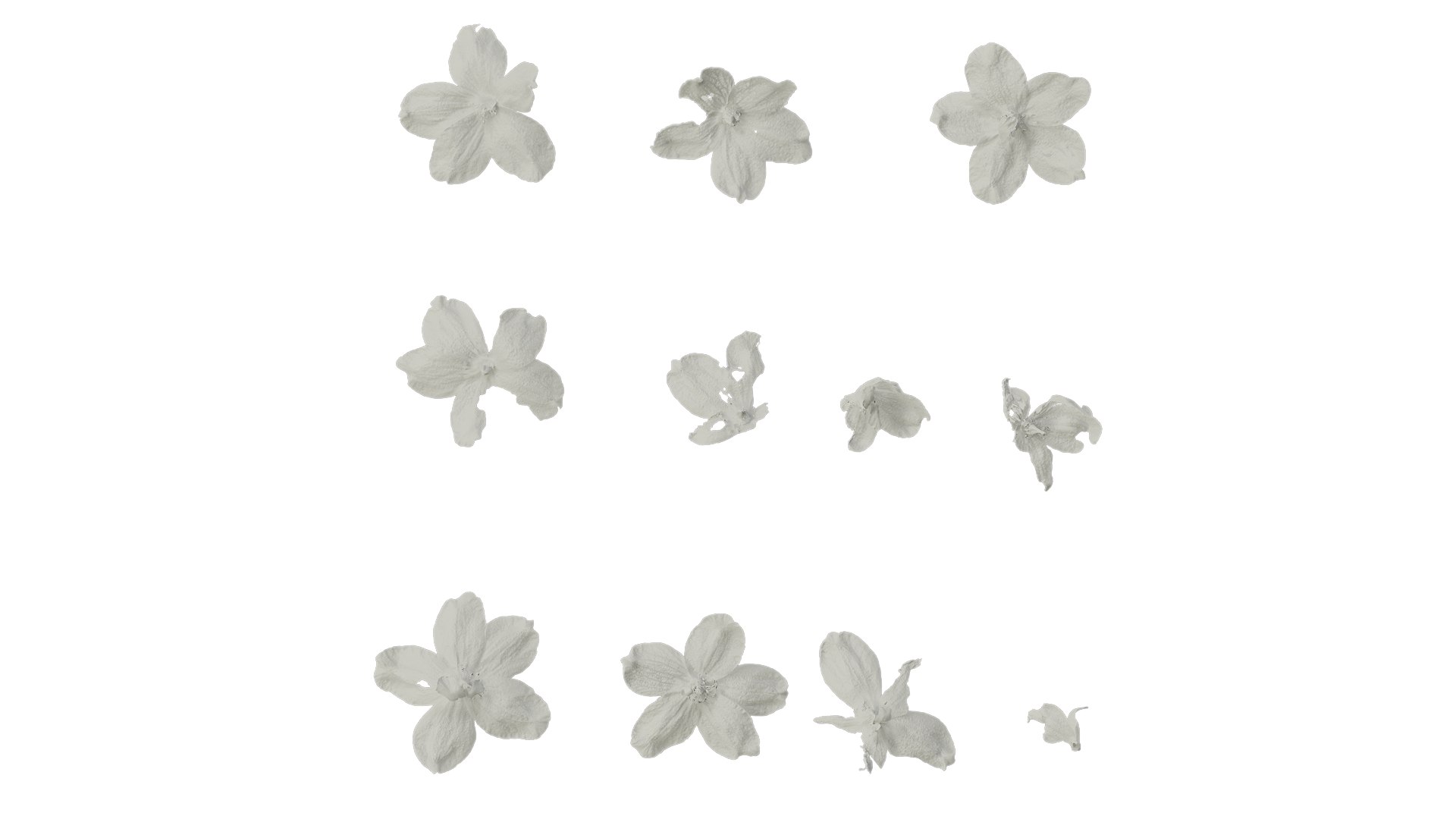 Anydrafts Consolida Ajacis Flower 04 Textures 3D - TurboSquid 2354516