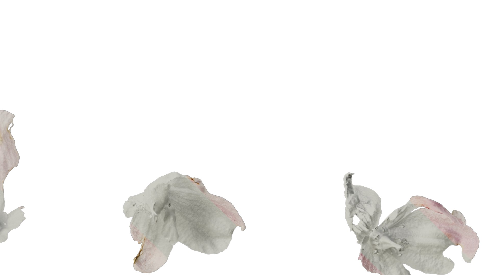 Anydrafts Consolida Ajacis Flower 04 Textures 3D - TurboSquid 2354516