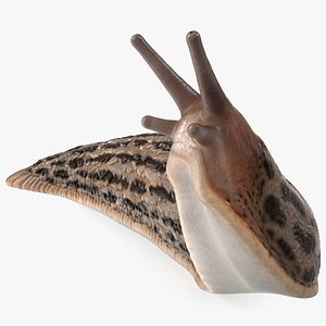 3D Leopard Slug Reaching Up model