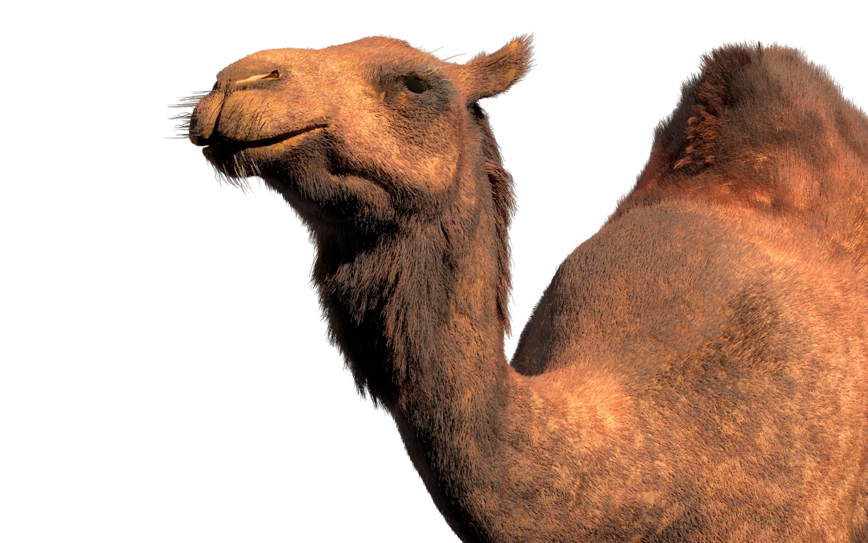 rigged hairs 3D model https://p.turbosquid.com/ts-thumb/CY/nN54zD/4rT6vwFB/4/jpg/1587122826/1920x1080/fit_q87/c2508e64e3932c150cf3e7d1578ee3e08797cf1a/4.jpg